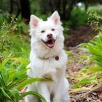 Florida's Dog Bite Laws