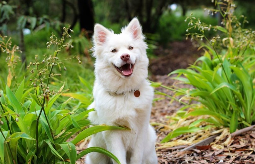 Florida's Dog Bite Laws